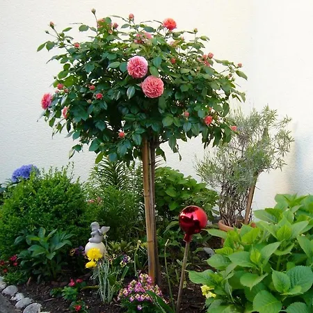Appartement Ferienwohnung Deutschle Am Bodensee